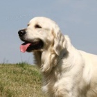 TTKA  ZLAT RETRIEVER s PP 
