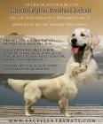 TTKA  ZLAT RETRIEVER s PP 