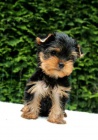 yorkshire terrier s PP