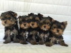 yorkshire terrier s PP