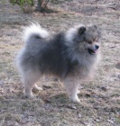 n�meck� �pic pomeranian
