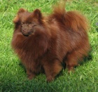 n�meck� �pic hn�d� 