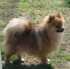 n�meck� �pic oran�ov� 