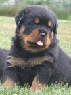 Rottweiler s prkazem pvodu