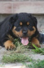 Rottweiler s prkazem pvodu