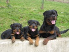 Rottweiler s prkazem pvodu