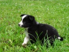 ttka border collie