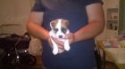 Jack Russell terir s PP