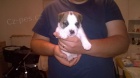Jack Russell terir s PP