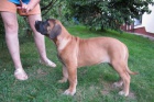Boerboel, Brsk buldog, Burbul - tn s PP
