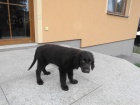 Flat Coated Retriever