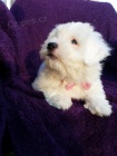 tn Coton de Tulear