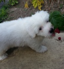 tn Coton de Tulear