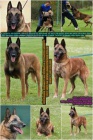 Belgick ovk malinois s PP - voln 3 fenky