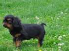 King charles spaniel s PP