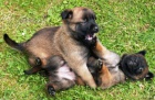 tata BO malinois