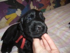 Flat coated retriever