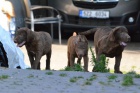 chesapeak bay retriever