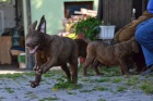 chesapeak bay retriever