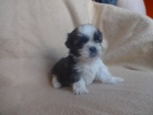 Prodm Shih-tzu