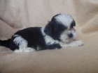 Prodm Shih-tzu