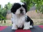 Shih-tzu, i-tzu ttka s PP