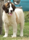 Pyrenejsk mastin