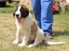 Pyrenejsk mastin