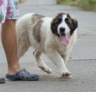 Pyrenejsk mastin