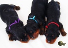 gordon setr tata s PP - gordon setter puppies