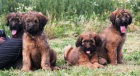 Briard plav tata