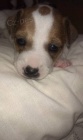 Prodm ttka jack russel