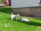 Prodm ttka jack russel