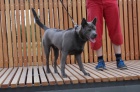 Thajsk Ridgeback