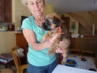 Irish Soft Coated Wheaten Terrier