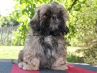 Shih-tzu, i-tzu ttka s PP