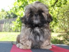 Shih-tzu, i-tzu ttka s PP