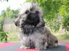 Shih-tzu, i-tzu ttka s PP