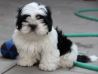 Shih-tzu, i-tzu ttka s PP