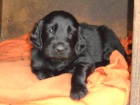 Flat coated retriever s PP. hnd a ern barva