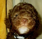 Lagotto Romagnolo - italsk vodn pes