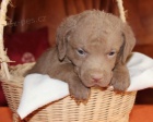 Chesapeake bay retriver s PP(jako hnd labrador)