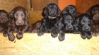 Flat coated retriever s PP ern, hnd tntka