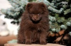 Pomeranian / Trpasli�� �pic s PP