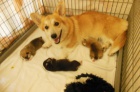Welsh corgi pembrok