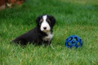 Bearded collie / kolie - ttka