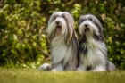 Bearded collie / kolie - ttka