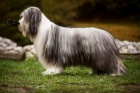 Bearded collie / kolie - ttka