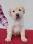 Labradorsk retriever s PP