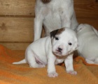 Parson russel terrier - tata s PP